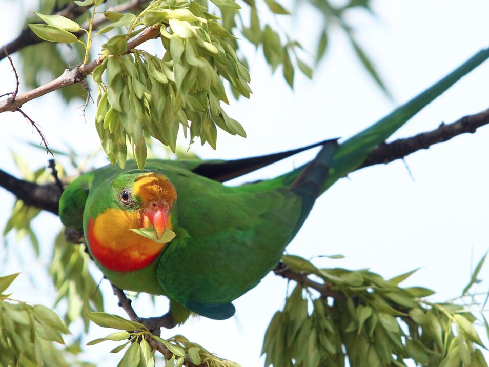 Superb Parrot